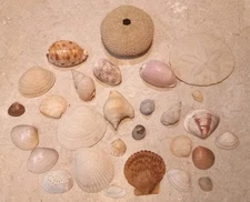 Beautiful Seashell Collection from Around the World Small Shells 28ct. 