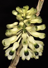 Orchid Species Dendrobium smillieae v. Alba