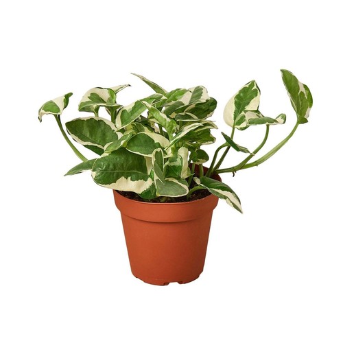 Pothos 'N'joy'-4" Pot / Nursery Pot