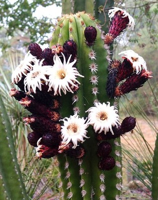 Semi Di Cactus Stenocereus Griseus, Lemaireocereus Cereus Pitayo - Foto 3