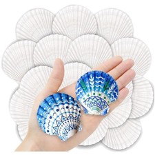 36 PCS Scallop Shells Natural Seashell, 2" to 3" White Scallop Shells Large