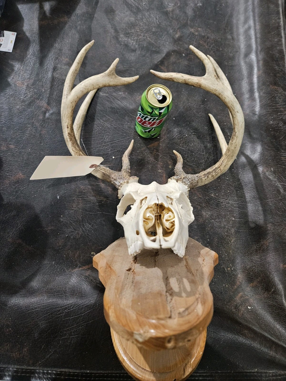 Wild 10 Point Whitetail Deer Antler Rack Horn Skull European Mount Man Cave 123"