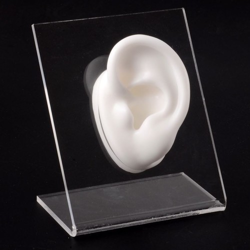 Silicone Ear Model 1:1 Professional Practice Piercing Tools Display Jewelry - Picture 17 of 28