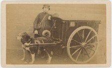 CDV circa 1870. Charrette à chiens. Voiture à chiens. Belgique.