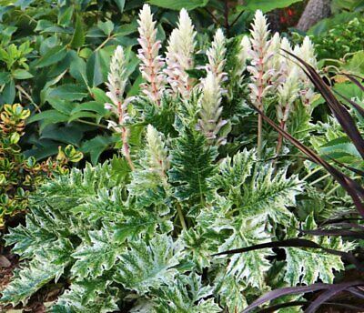 acanthus whitewater mollis breeches gardenia breech