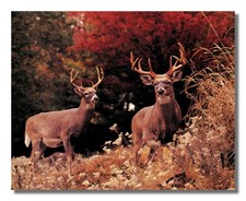 Two Buck Deer Large Antler Racks in Grass Photo Wall Picture 8x10 Art Print