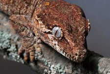 Gargoyle gecko 