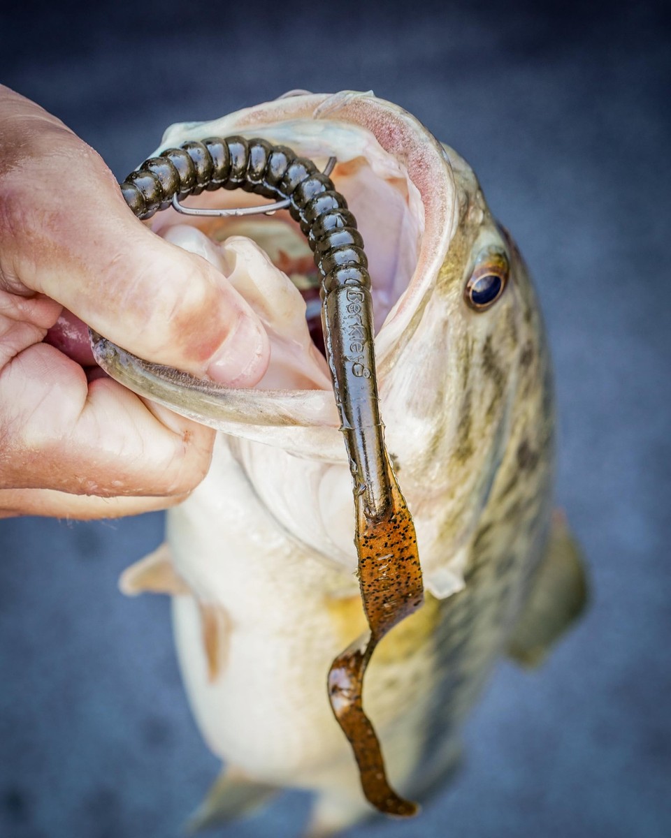 邦楽 chie & the wolf baits breakaway 7inc 邦楽 chie & the wolf baits breakaway 7inc 邦楽 chie & the