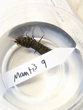 Large Mantis Shrimp-Gonodactylaceus - WYSIWYG