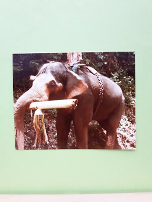 Foto Mai 1978, ''Mein Trip INDIEN'', Arbeitselefanten, 11x9 cm, gebraucht, A2