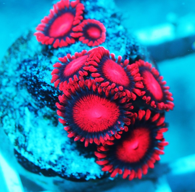 Bam Bam Zoa Frag Zoanthids Zoa Paly SPS LPS Corals, WYSIWYG