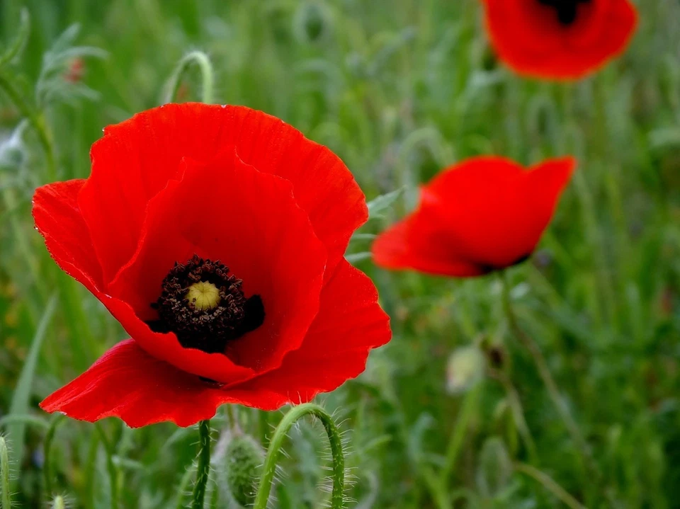 5,000 - 225,000 Wildflower Red Corn - Flanders Poppy Seeds (Papaver Rhoeas) Bulk - Image 2 of 4