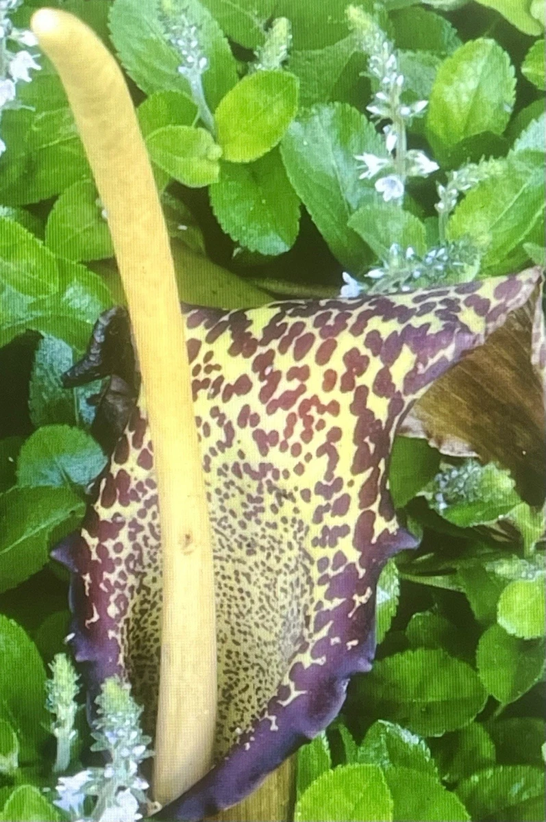 arisaema products for sale | eBay