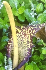 LAKE TANA form of SAUROMATUM VENOSUM Voodoo Lily (Amorphophallus, Arisaema)