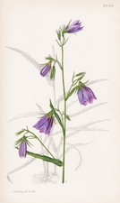 Adenophora Morrisonensis Asia Blume Botanik flor botánica litografía Curtis 9444