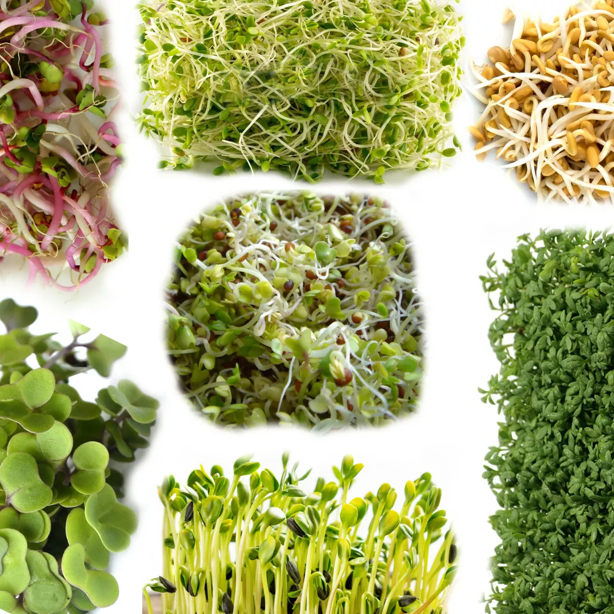 Sprouts, organic, cress, Vegetable sprouts