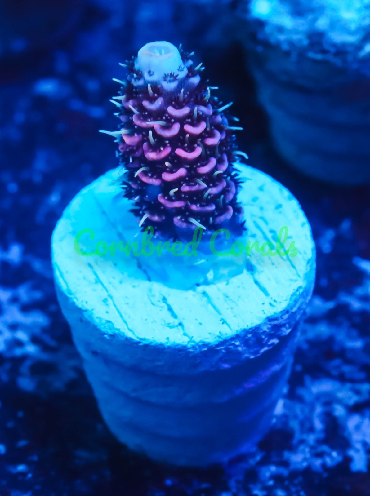 Cornbred's Somewhere Over the Rainbow Milli Frag LIVE CORAL eBay