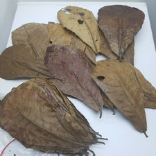 Almond Leaves Catappa Oragnic Large 8-10 in Aquarium Betta Fish Shrimp