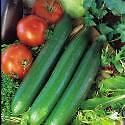 Vegetable - Cucumber - Telegraph Improved - 5 Seeds