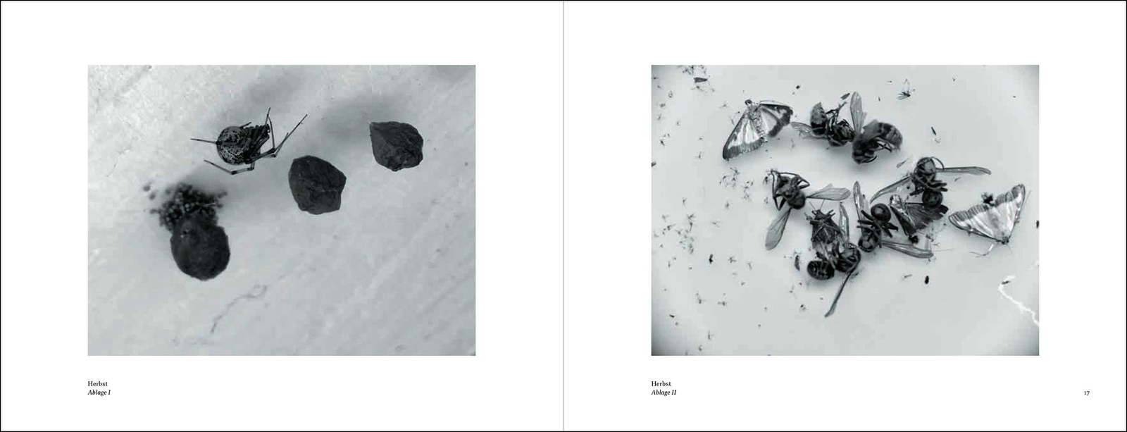 Thumbnail - Mariela Sartorius Mariela Sartorius