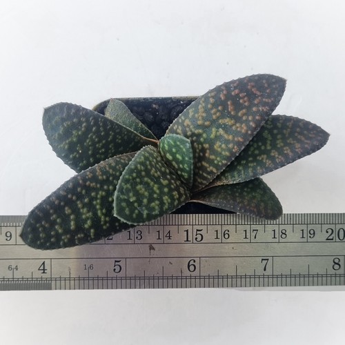 Haworthia koelmaniorum x Gasteria armstrongii E671 by Little One Plant Nursery - 第 3/4 張圖片