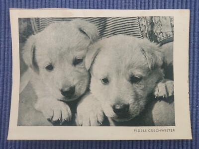 Old Postcard AK Fidele Siblings Dog Puppies Walter Berke