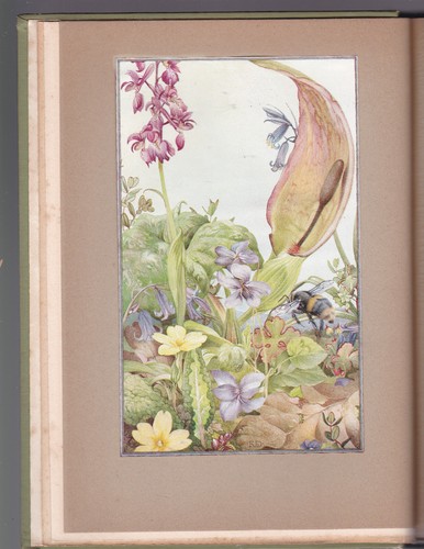 NEWS OF SPRING. By Maurice Maeterlinck. Illustrated By Edward J. Detmold: 1913 - Picture 3 of 7