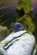 RAMSHORN SNAILS x5 LIVE FRESHWATER AQUATIC AQUARIUM Buy 2 Get 1 Free