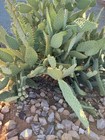 Specialty Catus Cuttings Your Choice In 3 Types Plant — photo 8