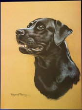Labrador Retriever black  pollyanna pickering print pedigree dog collectable