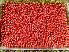 Wild Silvestre Chiltepin Pepper 100% org. 1 cup