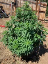 Granular Mycorrhizal Endo  4oz. This is pure you can innocalt anything absorbent