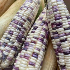 250+ White Purple Batik Waxy Corn Seedss (Zea mays ceratina) For Planting