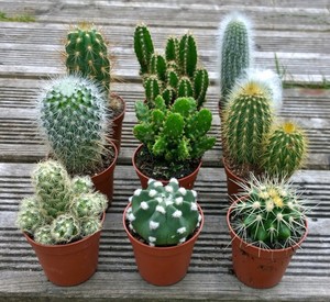 Image result for cacti