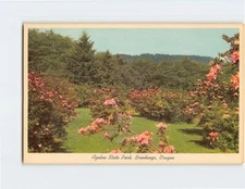 Postcard Azalea State Park Brookings Oregon USA
