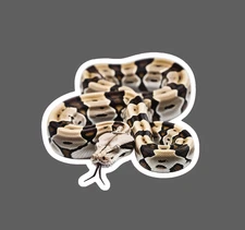 Boa Constrictor Sticker Waterproof Decal Snake Animal Pet Outdoor Wild Gift NEW