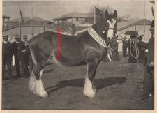Original Photo Prize winning Draught Horse ADELAIDE Show South Australia c1912