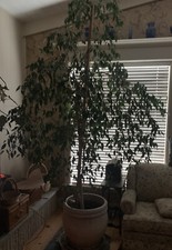 live indoor house plant Ficus Benjamina , Specimen Size Height 9 Foot