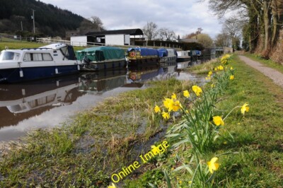 Photo 6x4 Daffodils on the canal bank Beili-glas Daffodils on the bank of c2013