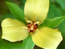 2 Wild Yellow Trillium, t.Luteum Woodland Native plant~Spring bulbs~Winter Hardy