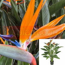 Strelitzia Reginae 5 Gallon Flower Orange Flower Bird Of Paradise Plant