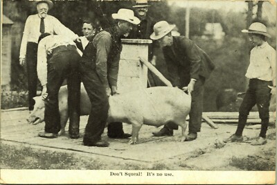 Don't Squeal! Fair Contest Judging Men Holding Onto Pigs Farmers  DB Postcard 