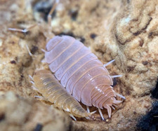 LIVE POWDER ORANGE ISOPODS Bioactive Cleaner for terrarium counts 15 30 Reptile