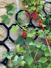 Garden hexagon metal trellis panels. Climbing plant fence support framework