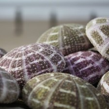 Alfonso Sea Urchin | Pack of 3 | Beach Shells | Natural Decor