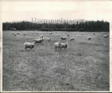 1945 Press Photo Sheep Farm in Matanuska Valley