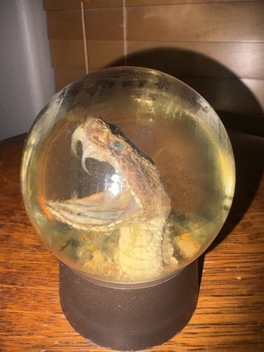 Vintage Taxidermy Western Diamondback Rattlesnake Head Glass Globe Paperweight 