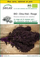 SAFLAX - Kit de culture - BIO - Chou frisé - Rouge - 50 Graines