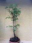 Dawn Redwood (Meta Sequoia) Deciduous Pre-Bonsai Tree,  Root Over Possibility  — photo 9