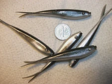 60-3"-fluke-crappie bass walleye-shad minnow-fish jig-grub-drop shot-split tails